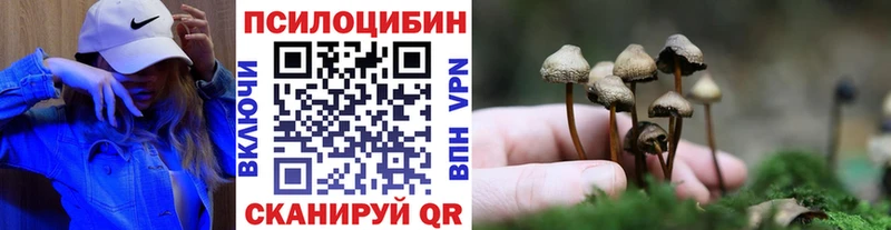 купить   Михайловка  Галлюциногенные грибы Psilocybe 